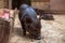 Black mini piglet eating