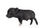 Black mini piglet on white background