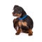 Black miniature pinscher puppy