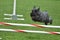 Black Miniature Schnauzer at a Dog Agility Trial