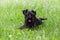 Black miniature schnauzer dog lying on green grass