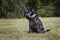 Black miniature Schnauzer in a park