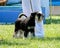 A black miniature Schnauzer stands on the grass near the dog owner