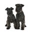 Black miniature schnauzers in studio