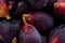 Black Mission Figs (Ficus carica)