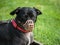 A black mix breed dog with a muzzle mouth guard and leash resting on the grass