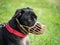 A black mix breed dog with a muzzle mouth guard and leash resting on the grass