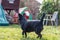 Black mix dog standing in the field. Shot from behind