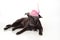 Black, Mixed Breed Dog with Fancy Fascinator Hat