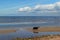 A black mixed breed dog walks with a crow on a sandy seashore with pebbles and puddles against a blue sea with a sky