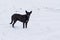 Black mixed-breed stray dog guarding its territory