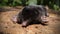 The black mole lies with spread legs and claws.