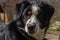 Black mongrel dog on chain on old weathered wooden kennel background on rural backyard at summer day