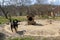 Black mongrel dog on chain on old weathered wooden kennel background on rural backyard at summer day