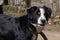 Black mongrel dog on chain on old weathered wooden kennel background on rural backyard at summer day