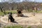 Black mongrel dog on chain on old weathered wooden kennel background on rural backyard at summer day