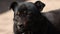 black mongrel dog chained to a chain in living conditions near her booth and food bowls looking in camera. Yard young