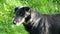 A black mongrel dog licks its maw on a lake bank in slo-mo