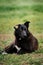 Black mongrel with a white spot on his chest and a tag in ear lies on the green grass and enjoys life. Charming vaccinated,