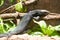 Black Monitor (Varanus salvator komaini).