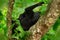 Black monkey in the green leaves tree, sitting in the nature habitat, dark tropical forest. Celebes crested Macaque, Macaca