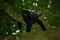 Black monkey. Mantled Howler Monkey Alouatta palliata in the nature habitat. Black monkey in the forest. Black monkey in the