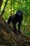 Black monkey with open mouth with big tooth, sitting in the nature habitat, dark tropical forest. Celebes crested Macaque, Macaca