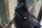 Black monkey showing tongue to camera portrait