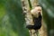 Black monkey White-headed Capuchin sitting on the tree branch in the dark tropic forest. Cebus capucinus in gree tropic vegetation