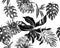 Black Monstera Leaf. White Watercolor Illustration. Banana Leaf Foliage. Seamless Foliage. Pattern Decor. Tropical Plant. Vintage