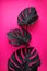 Black monstera leaves on plastic pink background