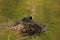 A black moorhen alone, on a nest - France