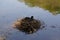 A black moorhen, on a nest - Front view