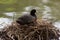 A black moorhen - She protects he young
