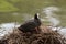 A black moorhen, in the rest on its nest