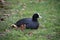 black moorhen sitting in the grass in border water