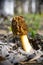 Black morel edible mushroom