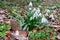 Black morel mushroom and big cluster of Snowdrops