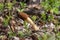 Black morel mushroom among green grass in spring forest