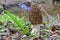 Black Morel and Wild hyacinth flower on the creek bank