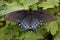 Black Morph Female Swallowtail Butterfly