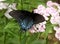 Black Morph Female Swallowtail Butterfly on Sweet William Flowers