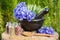 Black mortar with blue cornflowers, sage, wooden spoon and glass