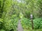 Black Moshannon State Park, Philipsburg, PA. Blueberry trail