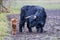 Black mother scottish highlander cow near standing brown calf