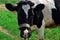 Black motley cow stands on green grass in meadow. Pasture. There trees in background. Blue sky. Cow on green meadow. Cow tied.