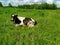 Black motley cow stands on green grass in meadow. Pasture. There trees in background. Blue sky. Cow on green meadow. Cow tied.