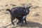 Black mountain goat with a goatling in the zoo`s aviary