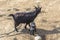 Black mountain goat with a goatling in the zoo`s aviary