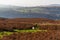 Black Mountains view with sheep